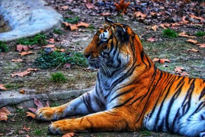 Cat relaxing on field