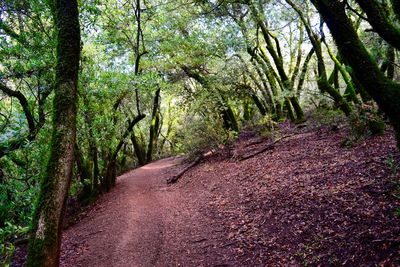 Plants growing on road amidst trees in forest