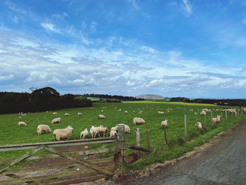 Scenic view of sheep on field against sky