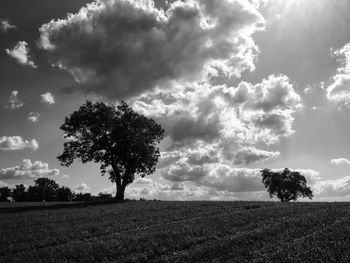 Trees on field against sky