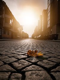 Surface level of dry leaf on street amidst buildings during sunset