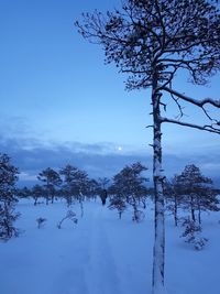 Trees on snow covered field against sky