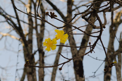 Low angle view of yellow flower tree against sky