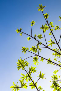 Freshness leaves of cannonball tree on blue sky and sunlight background