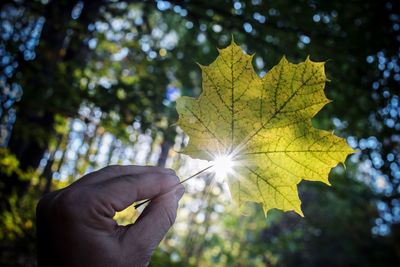 Person holding maple leaves