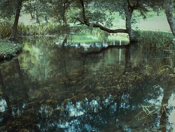 Trees by lake in forest