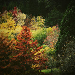 Trees growing in park