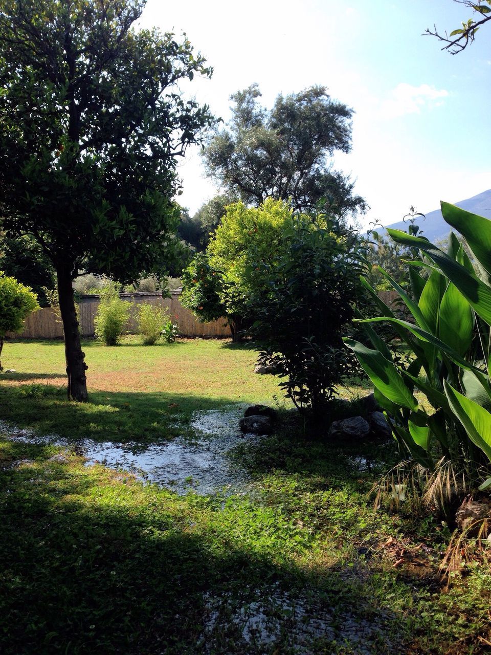 tree, green color, growth, tranquility, grass, tranquil scene, beauty in nature, nature, scenics, sky, field, water, landscape, plant, sunlight, green, branch, day, idyllic, outdoors