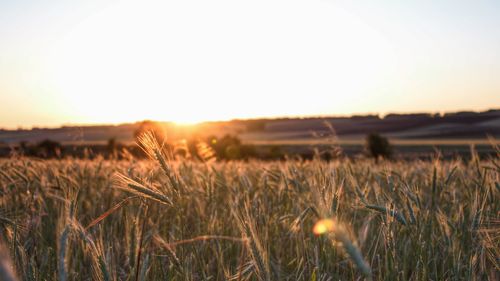 Scenic view of field against clear sky during sunset