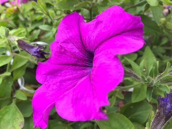 Close-up of flower