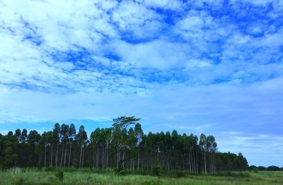 Low angle view of trees against sky