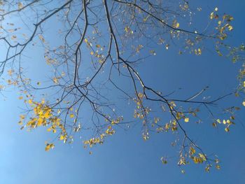 Low angle view of tree against clear blue sky