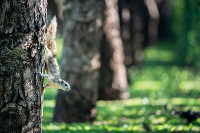 Close-up of a bird on tree trunk