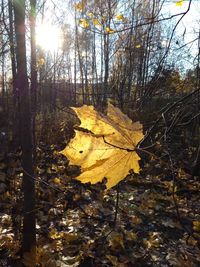 Autumn leaves on tree trunk in forest