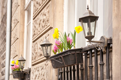 Flowers in balcony