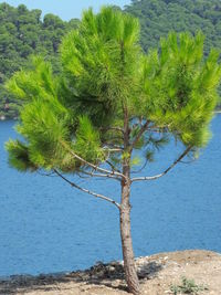 Close-up of tree by sea against blue sky