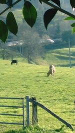 View of sheep in water