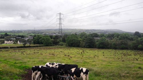 Cows on field against sky