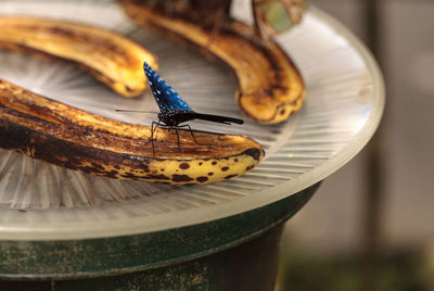 Close-up of dragonfly on food