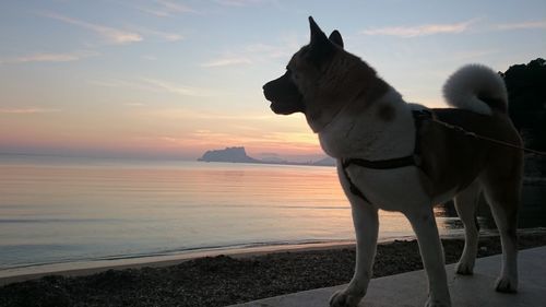 Dog at sea shore against sky during sunset