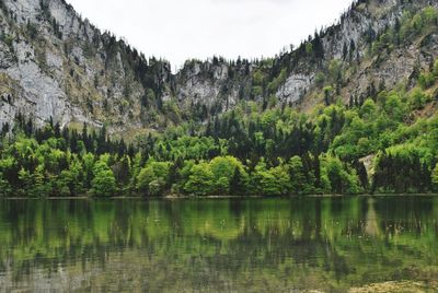 Scenic view of lake by trees in forest