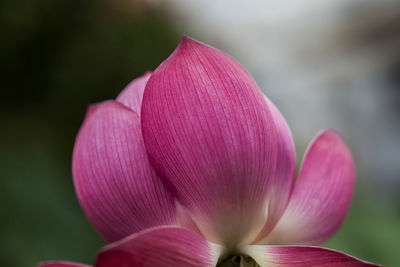 Close-up of pink flowers