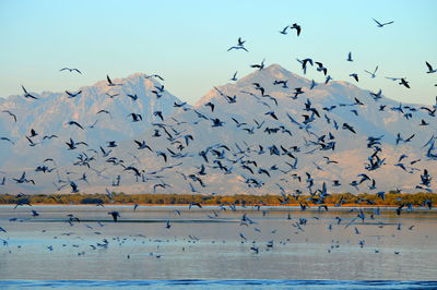 Flock of birds flying over water against blue sky