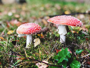 Close-up of mushroom growing on field