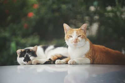 Portrait of cats