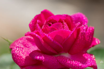 Close-up of wet pink rose flower