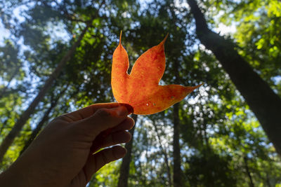 Cropped hand holding autumn leaf