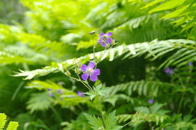 Close-up of purple flowering plant