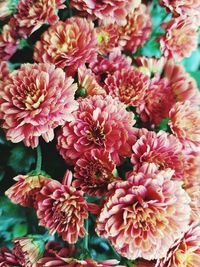 Close-up of dahlia blooming outdoors