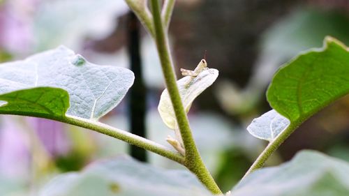 Close-up of insect on leaves