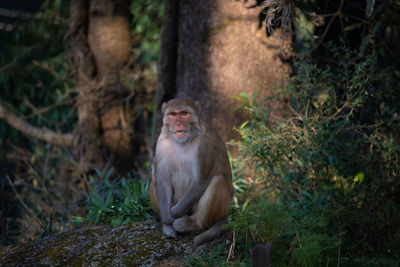Monkey sitting on field