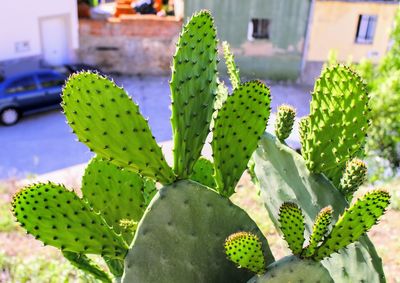 Close-up of prickly pear cactus