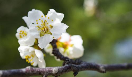 Close-up of white cherry blossom on tree