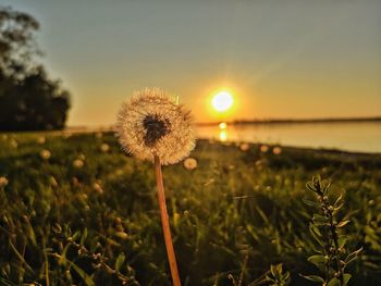 Close-up of dandelion on field against sky during sunset