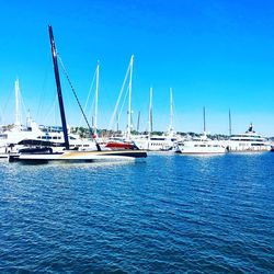 Sailboats moored in harbor