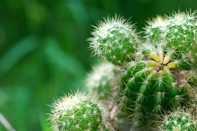 Close-up of prickly pear cactus