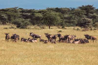 Horses grazing on field