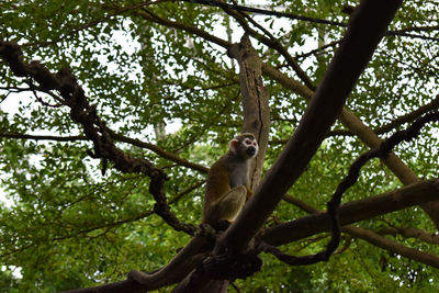 Low angle view of monkey sitting on tree in forest