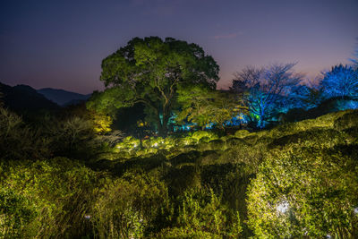 Trees in forest against sky at night