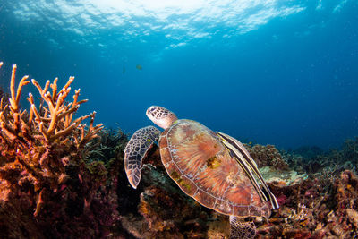 Turtle at turtle island, thailand