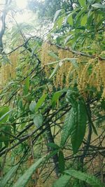 Close-up of fresh green leaves on tree in forest