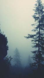 Trees in foggy weather