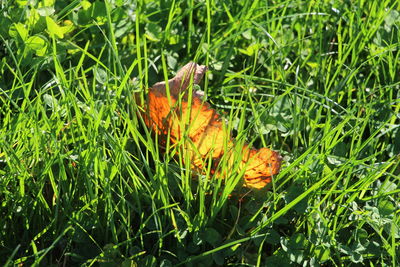 Close-up of flower growing in field