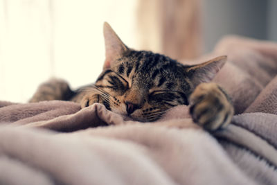 Close-up of cat sleeping on bed at home