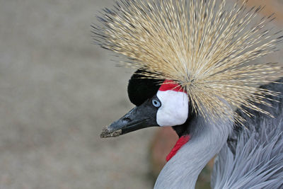 Close-up of bird against blurred background