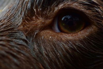 Extreme close up of animal eye